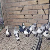 بدرنگ نر|پرنده|بوئین زهرا, |دیوار