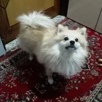 پامرین روباهی نر ۱.۵ساله