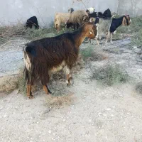 تعداد 20راس بز کهر ه دار داشتی|حیوانات مزرعه|بندر گناوه, |دیوار