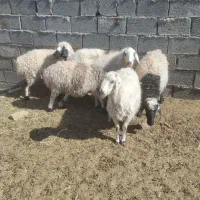 میش ابستن|حیوانات مزرعه|بیرجند, |دیوار