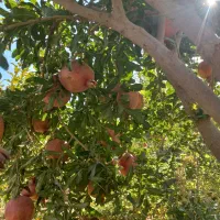 رب انار ارگانیک خونگی|خوردنی و آشامیدنی|جوادآباد, |دیوار