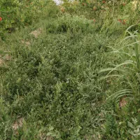 علف باغی