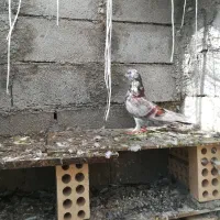 کبوتر سرور و تکپر