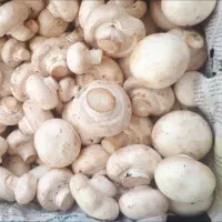 فروش قارچ دکمه ایی