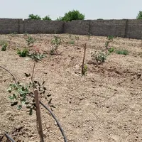 فروش زمین کشاورزی ۸۵۰ متری|فروش زمین و ملک کلنگی|کاشمر, |دیوار
