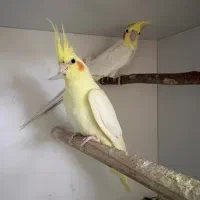 عروس هلندی سرحال لوتینو