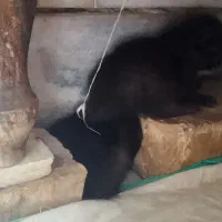 گربه