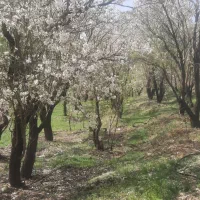 باغ بادام کیلان وادان