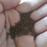 بیومار|ماهی|ورامین, ورامین|دیوار