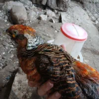 پرنده بلژیکی