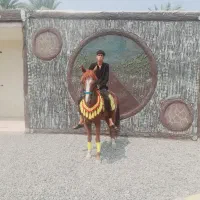 اسب سواری دار عالی همچین تموم|اسب و تجهیزات اسب‌سواری|تهران, گمرک|دیوار