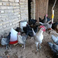 فروش مرغ وخروس|حیوانات مزرعه|اردکان, |دیوار