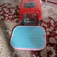 سگ پامر خرسی عروسکی|سگ|جهرم, |دیوار