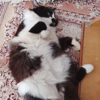 نر و ماده گربه و تاکسیدو