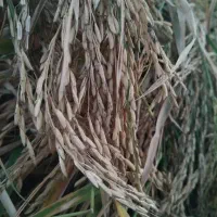 شالی طارم دمسیاه درجه یک بدون دانه علف و دلک