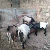 بز و نربز|حیوانات مزرعه|اندیمشک, |دیوار