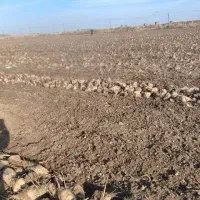 چغندر ملحمی و دامی و تفاله چغندر