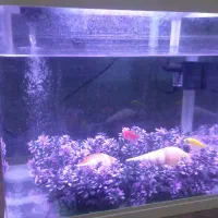 آکواریم دلسا|ماهی|اراک, |دیوار