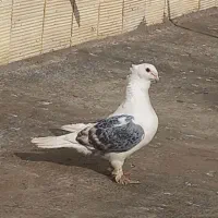 کبوتر پشت نر