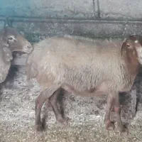 دوعدد گوسفند