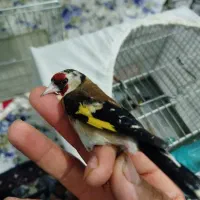 سهره چونه سفید داغسر 6ماه قفس