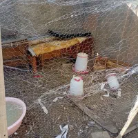 دو عدد قو قاز نرو ماده