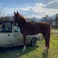 فروش یک اسب نریان ترکمن قد بلند