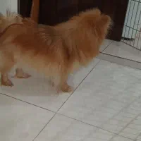 سگ پامرانین ماده  وزن ۱کیلو و ۴۰۰ گرم|سگ|فردیس, شهرک شهید حسینی|دیوار