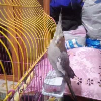 فروش عروس هلندی