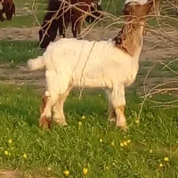 کره نر|حیوانات مزرعه|امیدیه, |دیوار