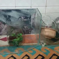 آکواریوم