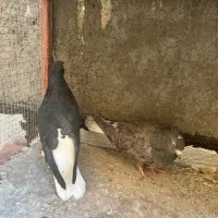 کبوتر جفتی|پرنده|بیرجند, |دیوار