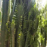 کاکتوس یک ونیم متری- شصت برگ -سرحال و شاداب|گل و گیاه طبیعی|تهران, دروس|دیوار
