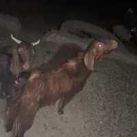 بز نر