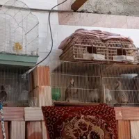 بلدرچین طوسی