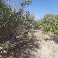 باغ میوه|فروش خانه و ویلا|گاریزات, |دیوار