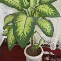 گل طبیعی|گل و گیاه طبیعی|دورود, |دیوار