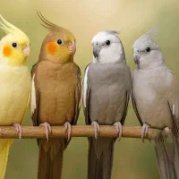 عروس هلندی پیدا شده