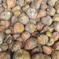 چغندر دامی .گوساله میش