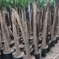 فروش یوکا سطل ۱۰و۱۲و۷