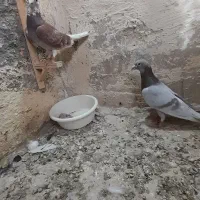 کفتر