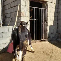 فروش گوساله نر|حیوانات مزرعه|میاندوآب, |دیوار