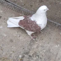 1تا نر اسمی .جوان .مست