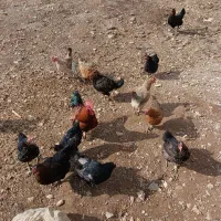 مرغ تخم گذار