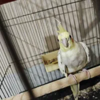 عروس هلندی مولد|پرنده|شهریار, اسد‌آباد|دیوار