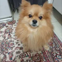 سگ پامرین نر