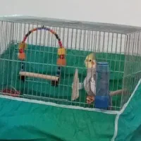 عروس هلندی سخنگو