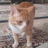 گربه|گربه|مراغه, |دیوار