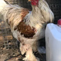 جفت برهما لمون