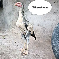 لاری|حیوانات مزرعه|تربت جام, المهدی|دیوار